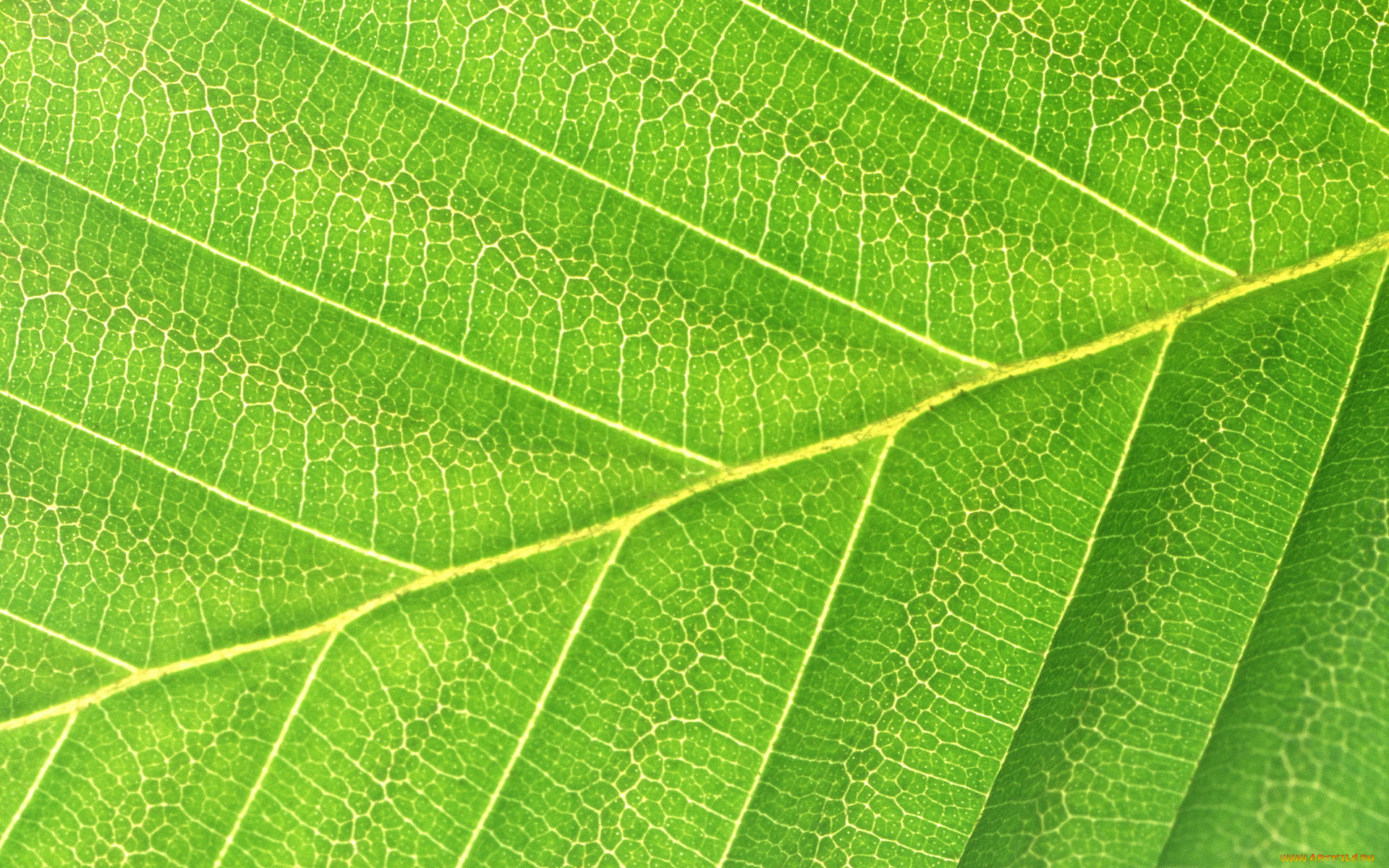 Разные листья текстура